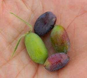 2014-06-21 Unripe berries